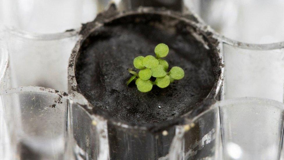 Plant sprouting from moon soil