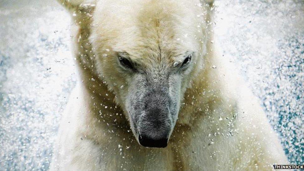 Angry-looking polar bear