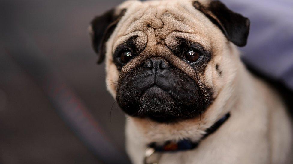 Pug