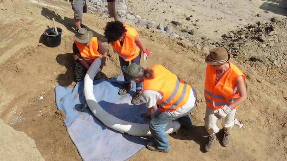 Workers with one of the covered tusks