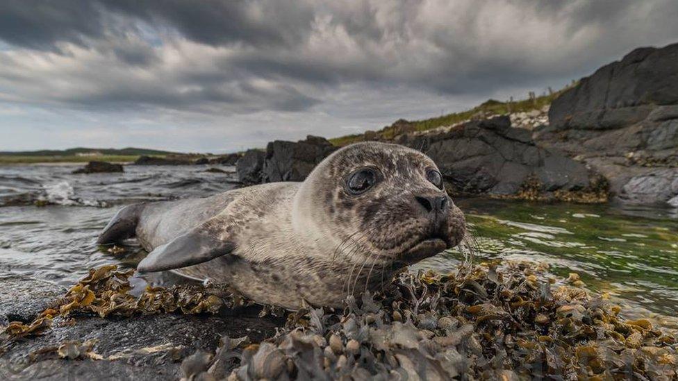 Seal pup