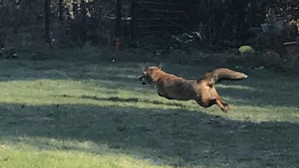 Released fox.