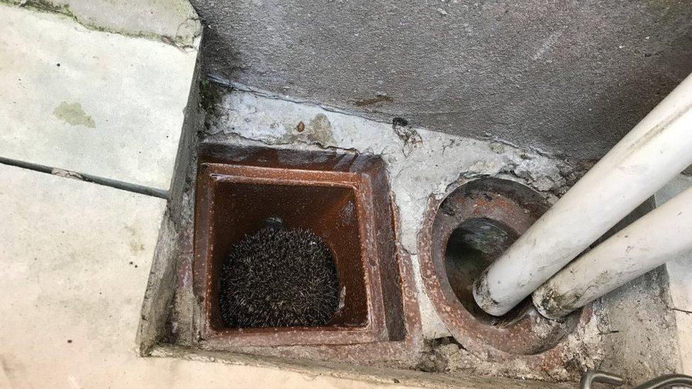 Hedgehog in a sewage pipe