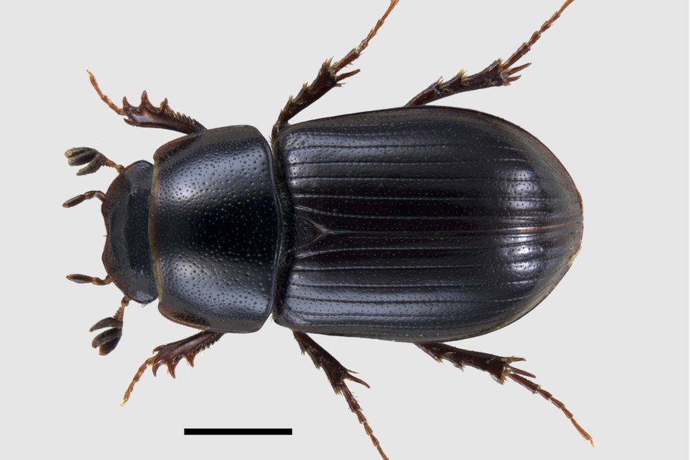 Aphodius lapponum