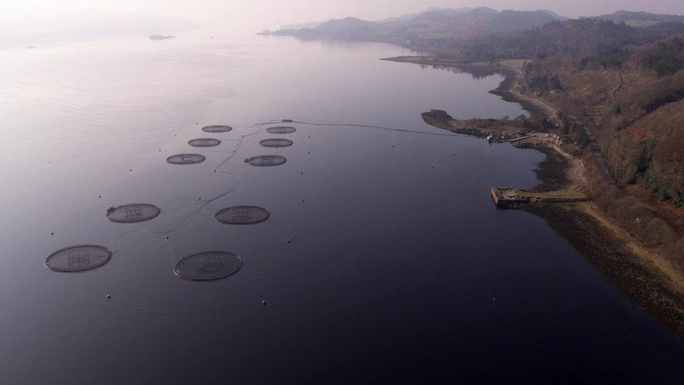 Scottish Salmon farm