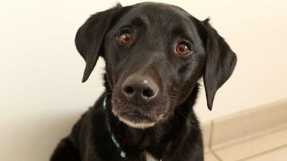 Marley the labrador