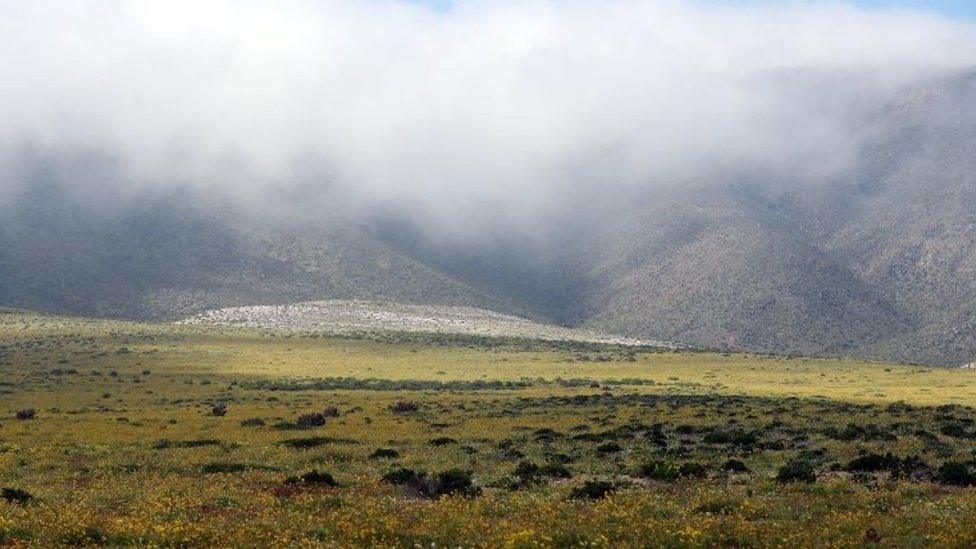 View of flowers in the Atacama Desert, Chile, on 17 August 2017.