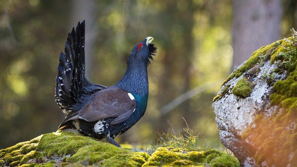 Capercaillie