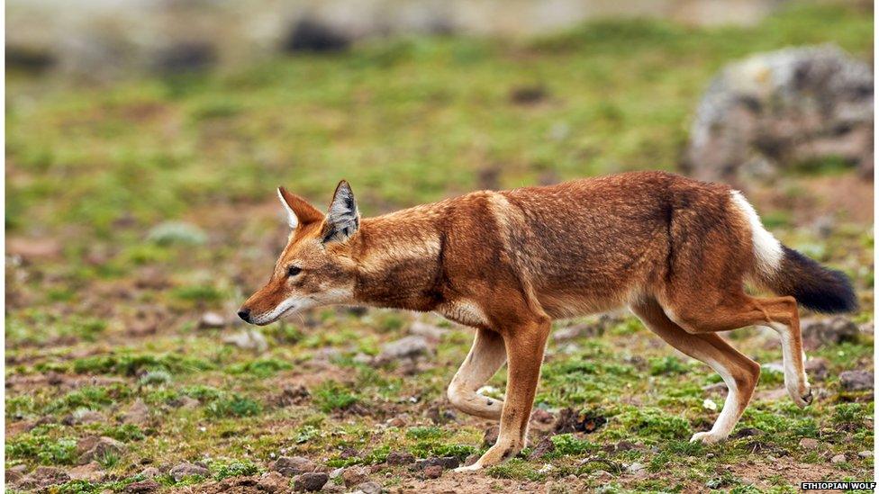 The Ethiopian wolf