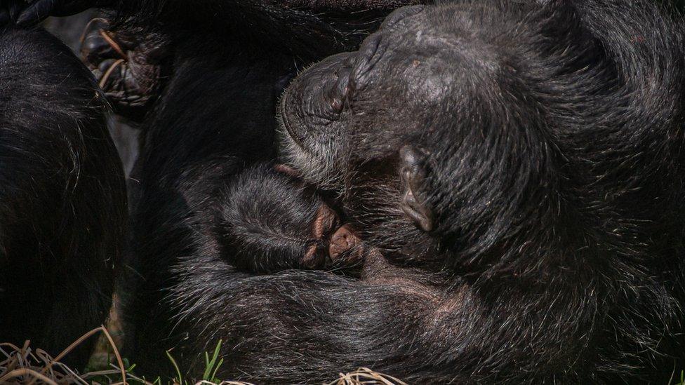 A chimpanzee holding her newborn baby