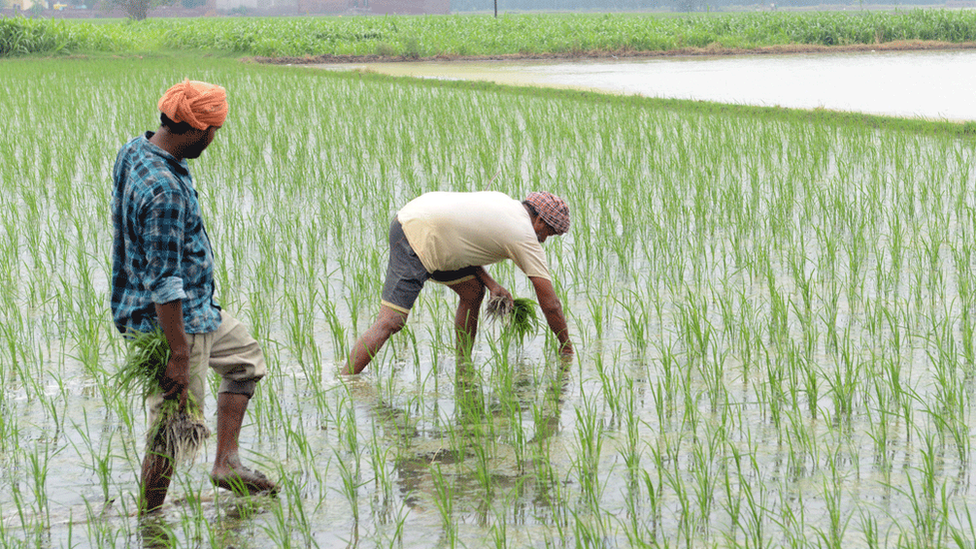 Farmers planting in rural India