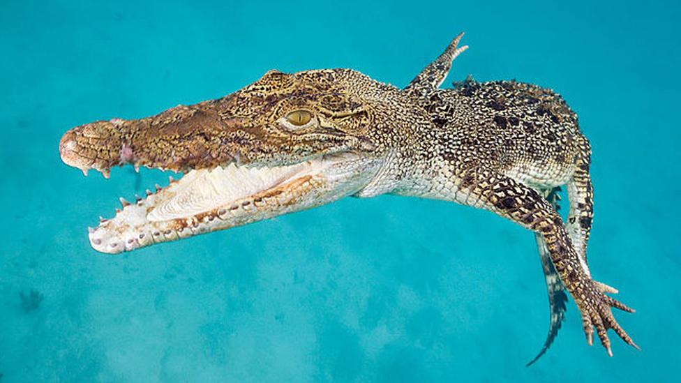 Saltwater crocodile in Queensland