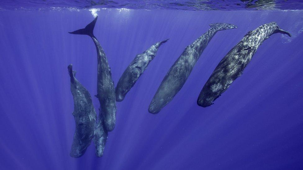 Group of whales diving in the sea