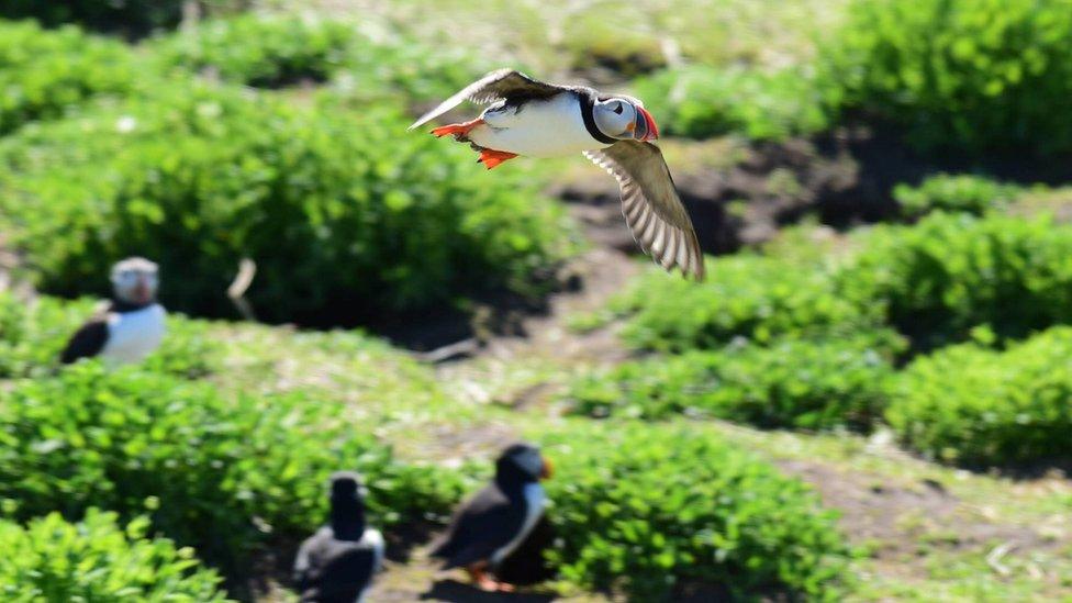 Farn Islands puffins