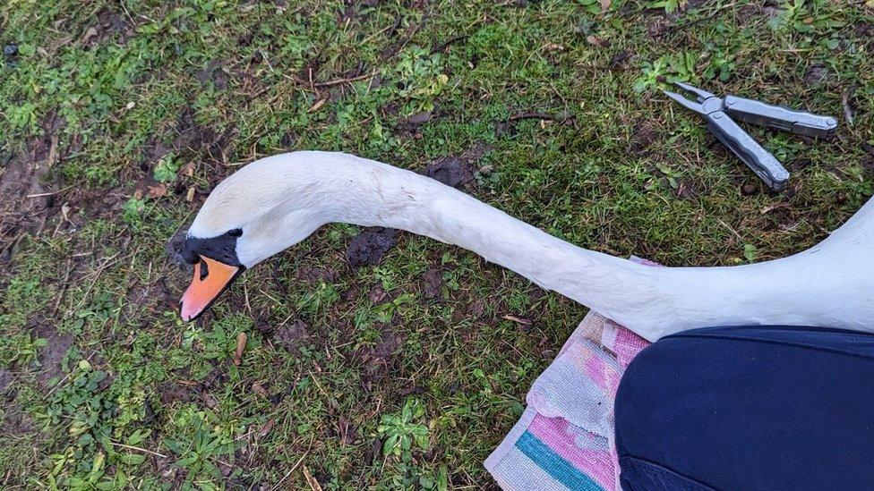 Swan having hook removed from her neck