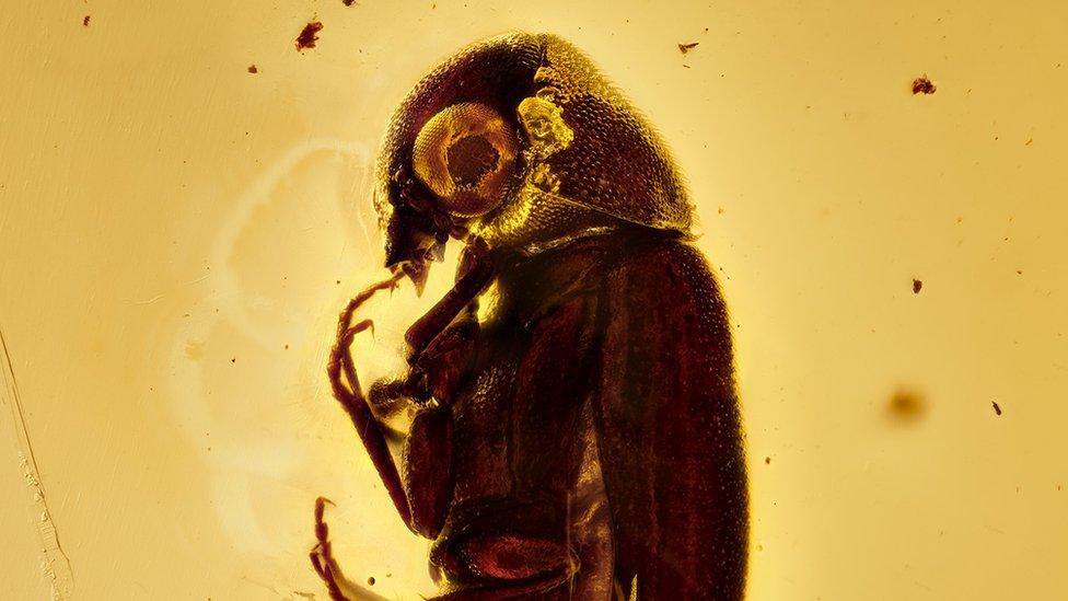 Spider beetle trapped in amber