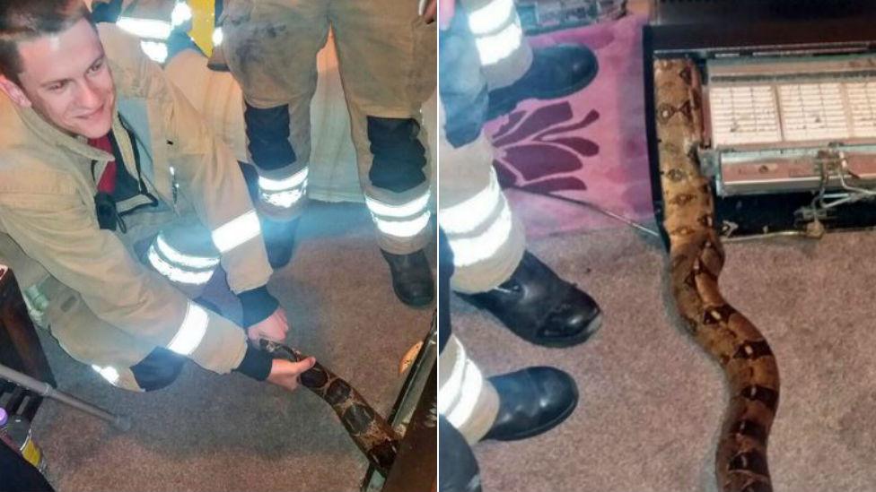 Gainsborough fire and rescue service freed Billy the boa constrictor