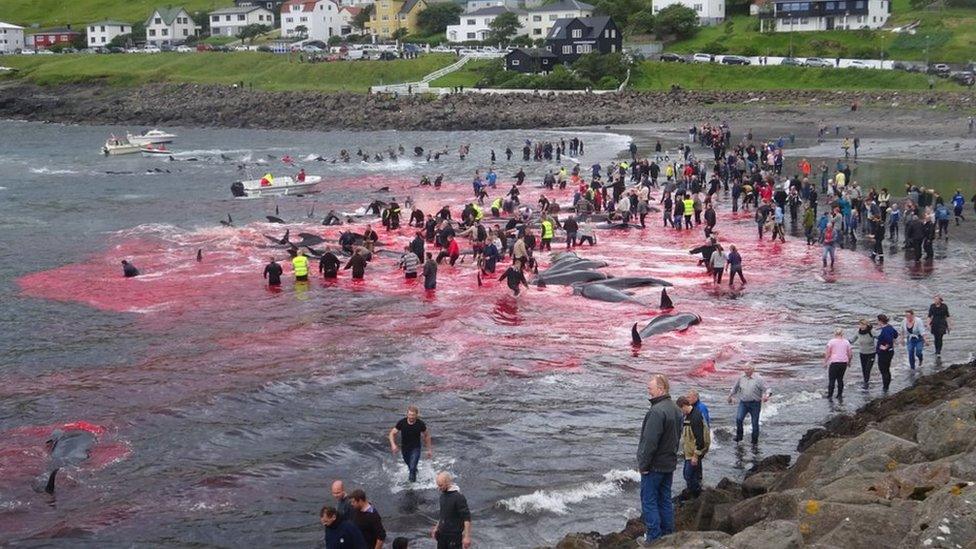 Inhabitants of the Faroe Islands go whaling in the bay in Sandavágur