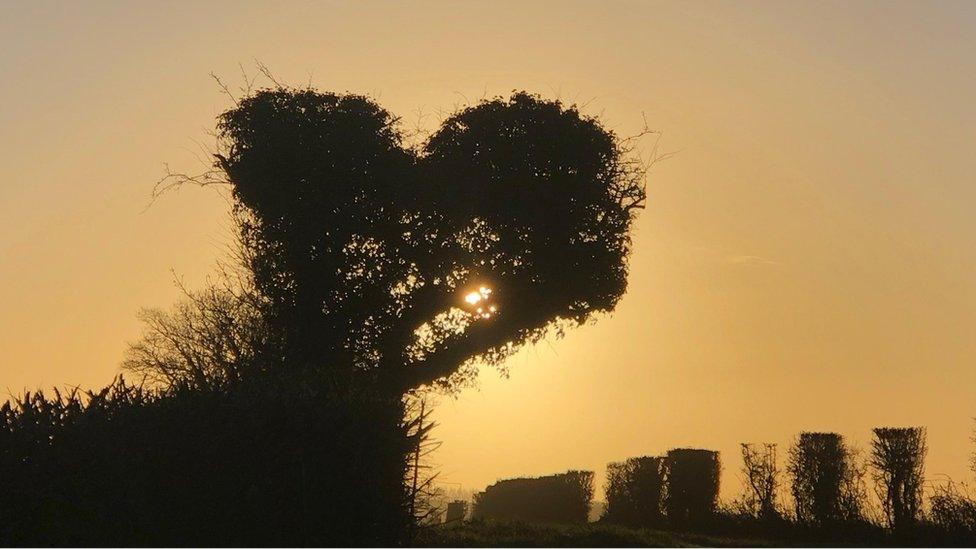 The rising sun shining through heart-shaped branches on a tree in East Meon, Hampshire