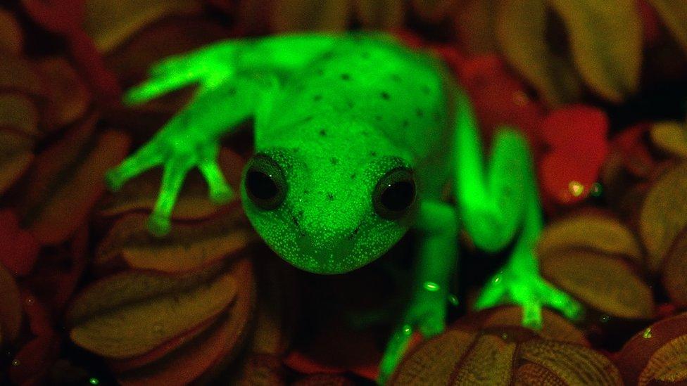 Glowing tree frog