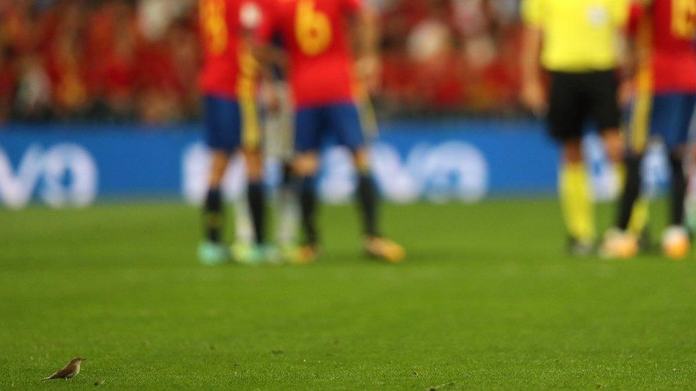 Bird on the pitch in the World Cup