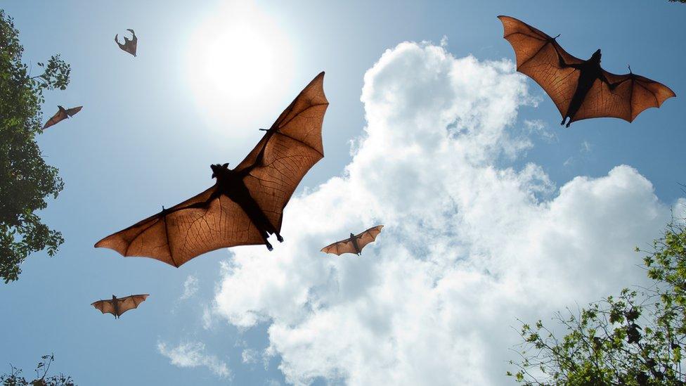 flying bats