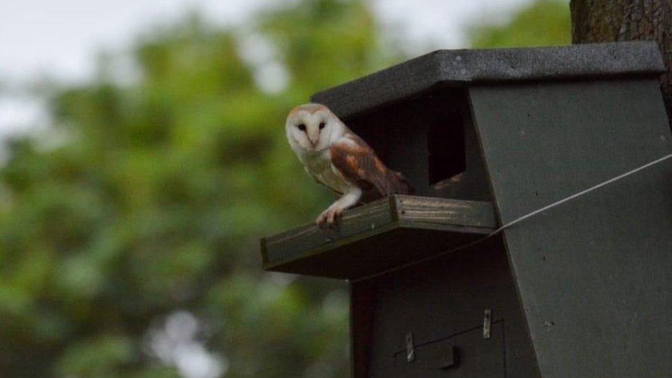 Barn owl chick