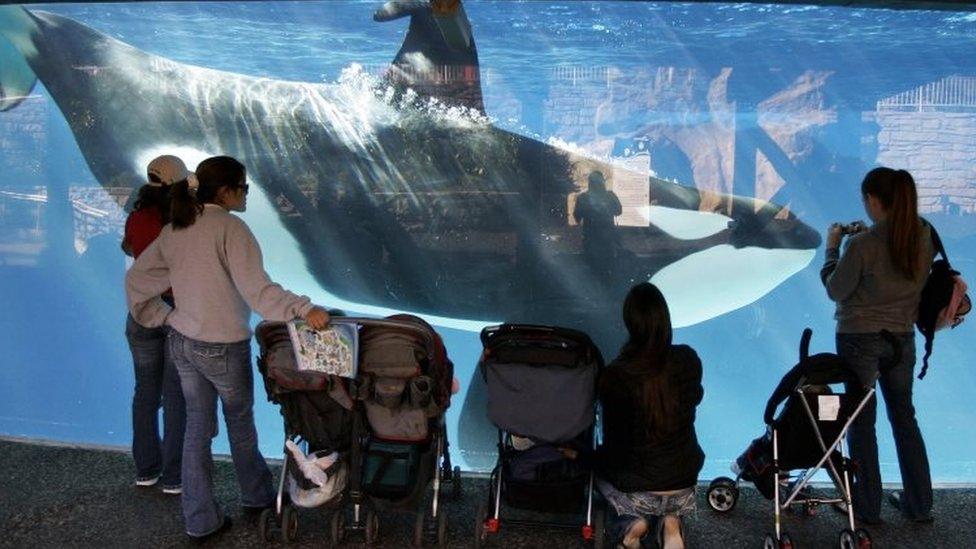 People watch through glass as a killer whale swims by in a display tank at SeaWorld in San Diego (30 November 2006)