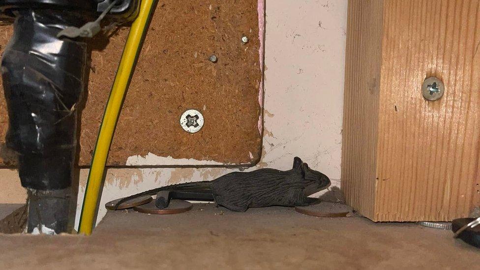 A rubber mouse in a cupboard