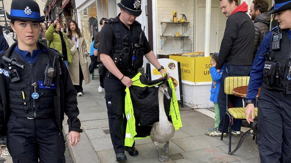 A police officer uses his jacket to guide a swan along the street in Bath city centre as shoppers look on