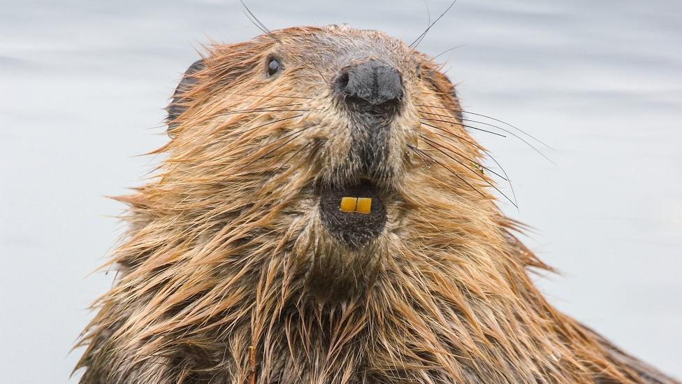 A happy beaver with two big yellow teeth