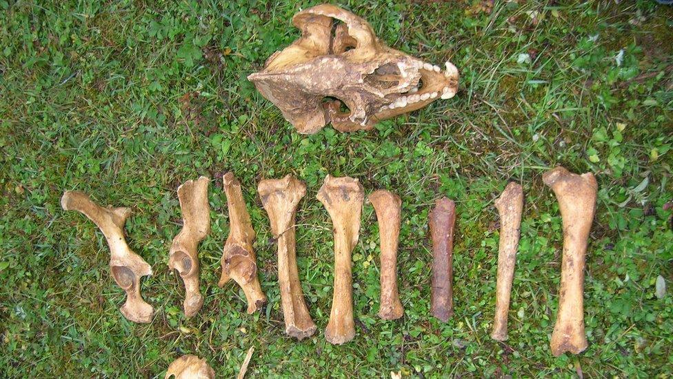 Ancient Panda bones