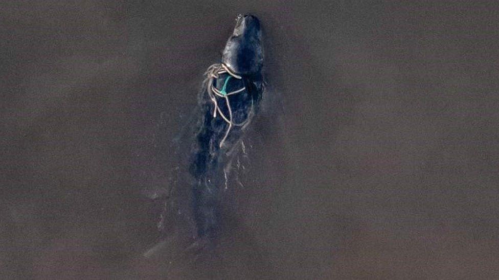 A drone captured the entangled seal pup off Fraisthorpe, East Yorkshire