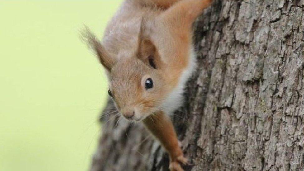 A red squirrel on a tree