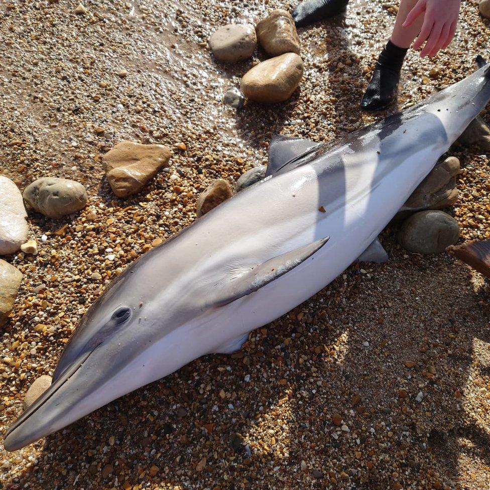 Short-beaked Common dolphin