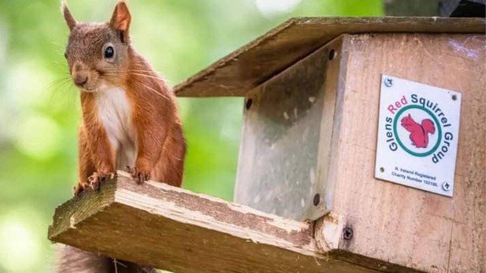 Red Squirrel