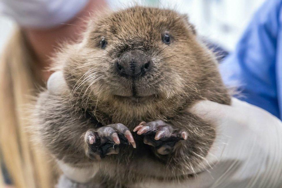 The beaver kit