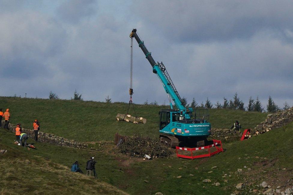 Sycamore gap tree being lifted by a crane