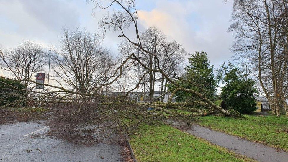 Tree blown down on Scott Hall Road