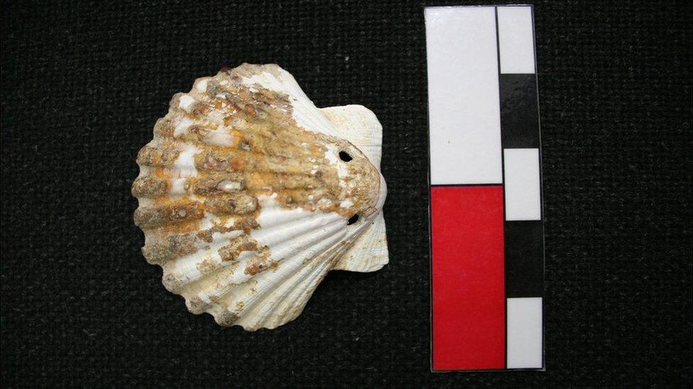 Scallop shell