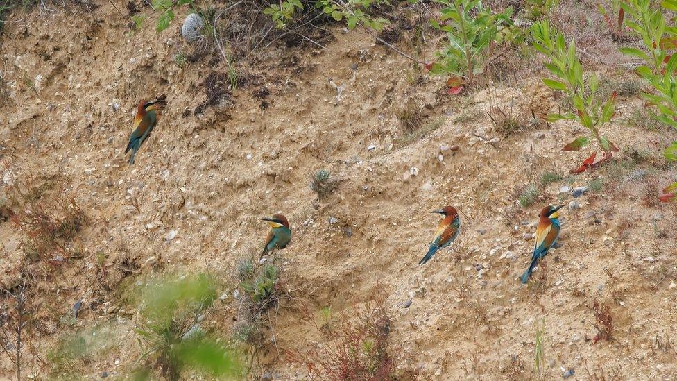 Bee-eaters in Norfolk