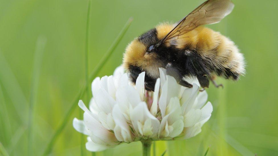 Great yellow bumblebee