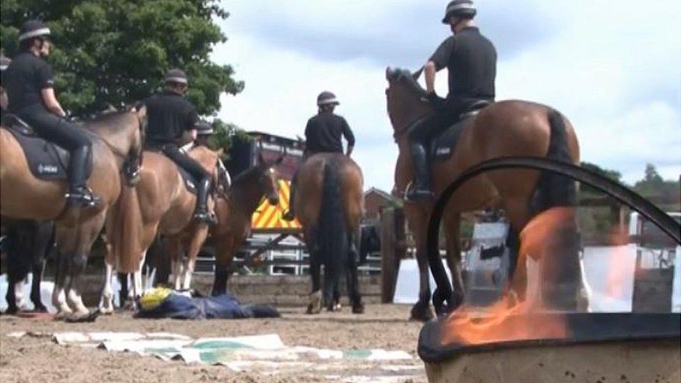 South Yorkshire's police horses were trained for the London 2012 Olympics