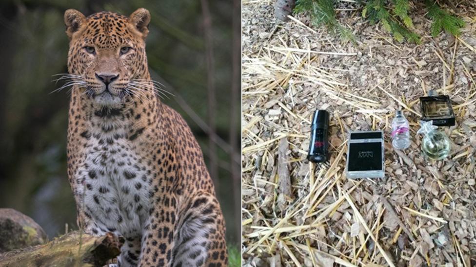 Leopard with perfume