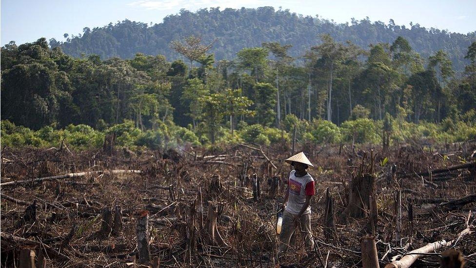 Deforestation in Indonesia