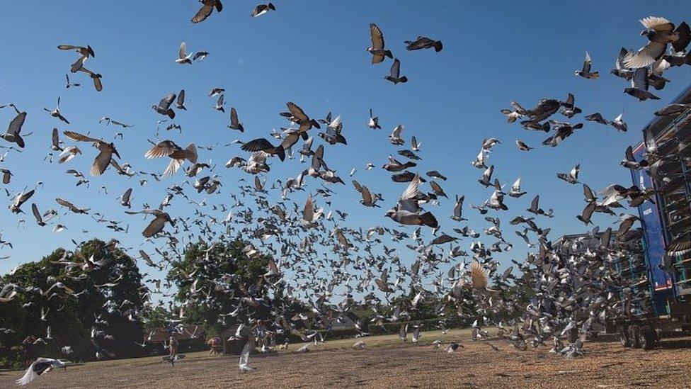 Pigeons's released at Wicksteed Park in Kettering