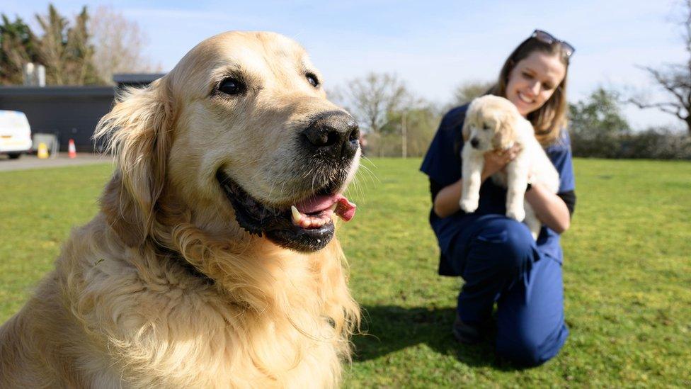 Trigger in foreground, woman holding puppy sits in background