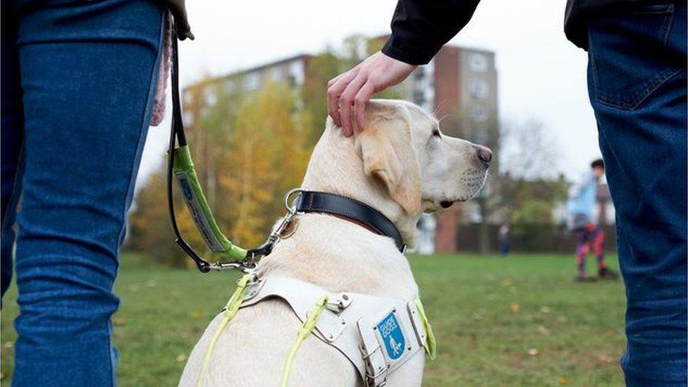 a honey-coloured guide dog with a harness is pat on the head