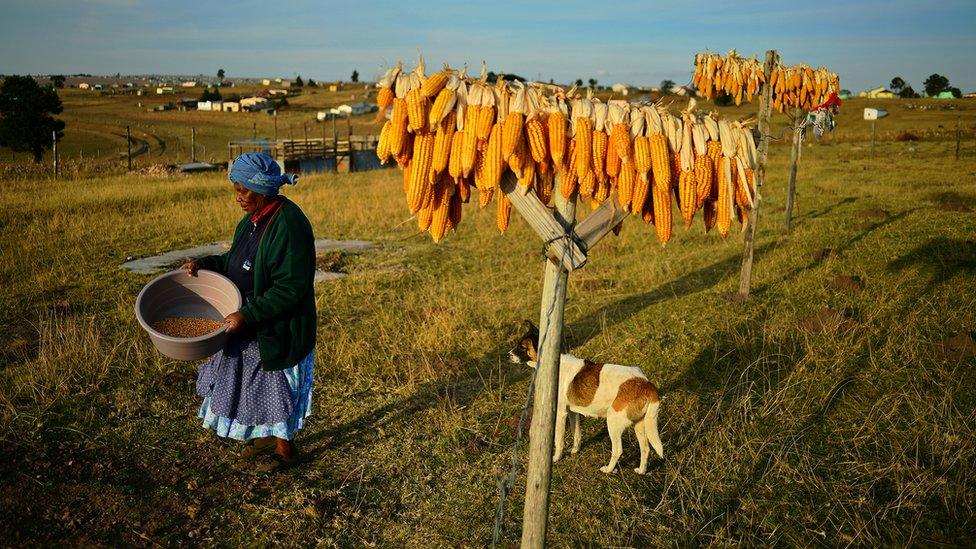 Nono, an elderly maize farmer is pictured in Qunu on June 28, 2013.