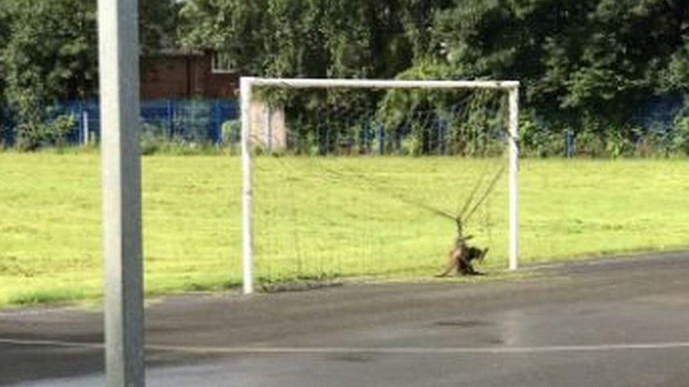 Fox stuck in netting